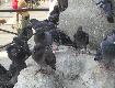 Velencei galambok